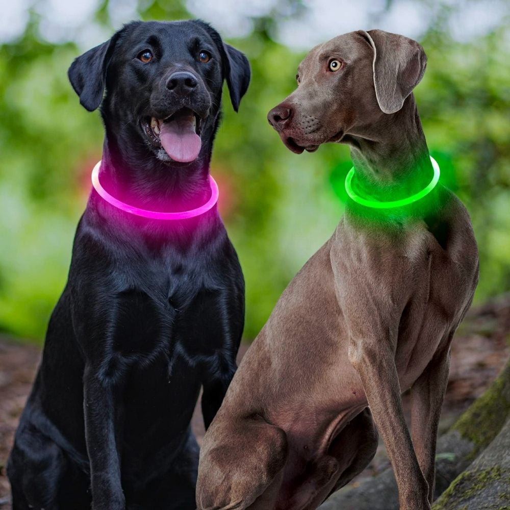 Camp Glow Canine Collar