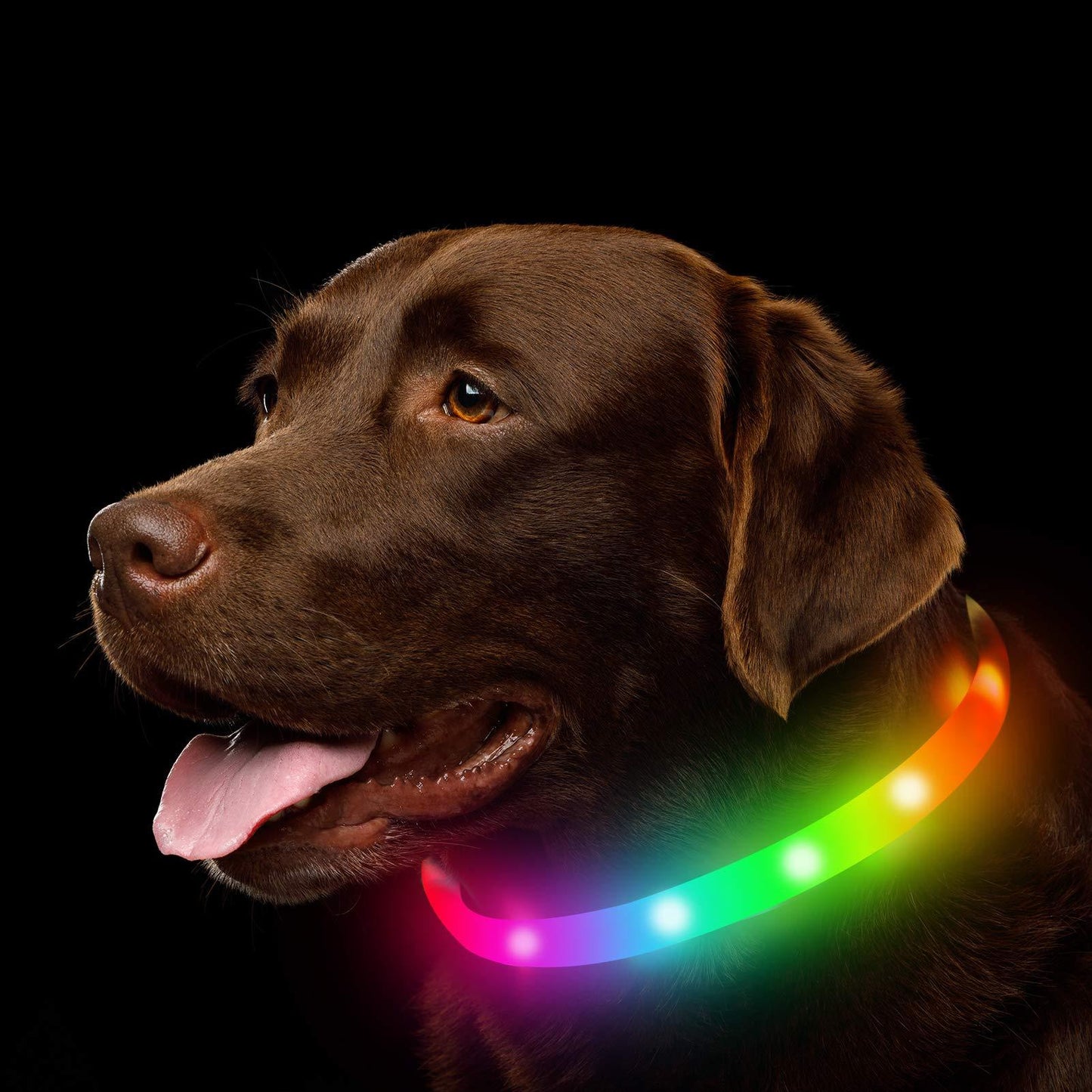 Camp Glow Canine Collar