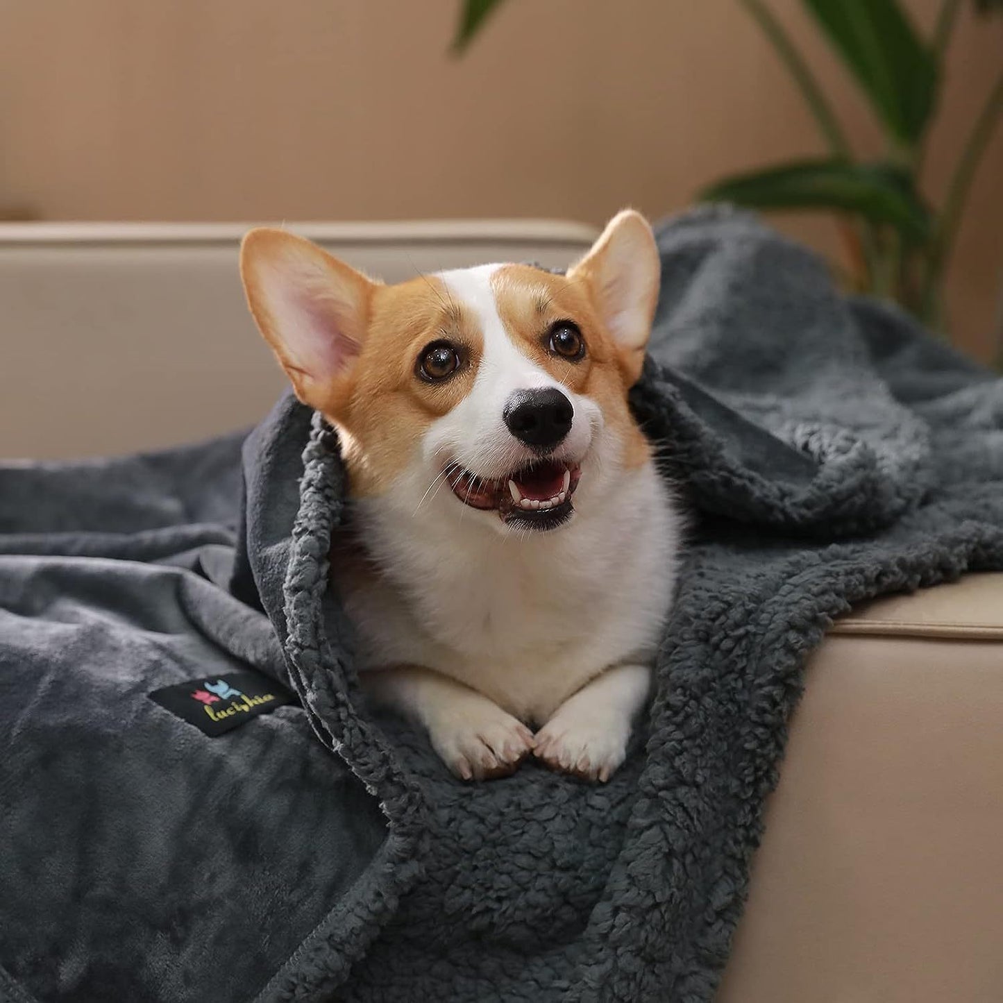 Large Dog Warm Blanket